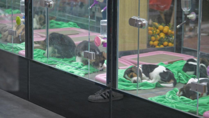寵物業商會指,是次事件或減低市民購買及飼養小動物的意欲。資料圖片