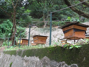 1. 養蜂師(也可稱為蜂園技術員),一般負責處理數十箱至過百箱蜂箱不等,視乎蜂園的規模而定,有志入行者須認識蜜蜂的特性、生活形態,對大自然工作具熱誠者較佳。